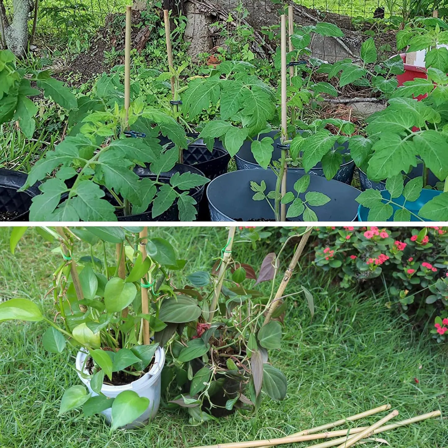 50Pcs / 18 inch Bamboo Plant Stakes